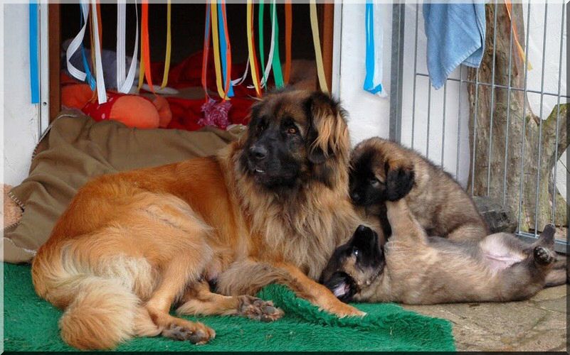leonberger 020.jpg